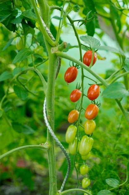 Lot de 10 tuteurs tomates en spirale H180 cm x DIAM6,8 mm